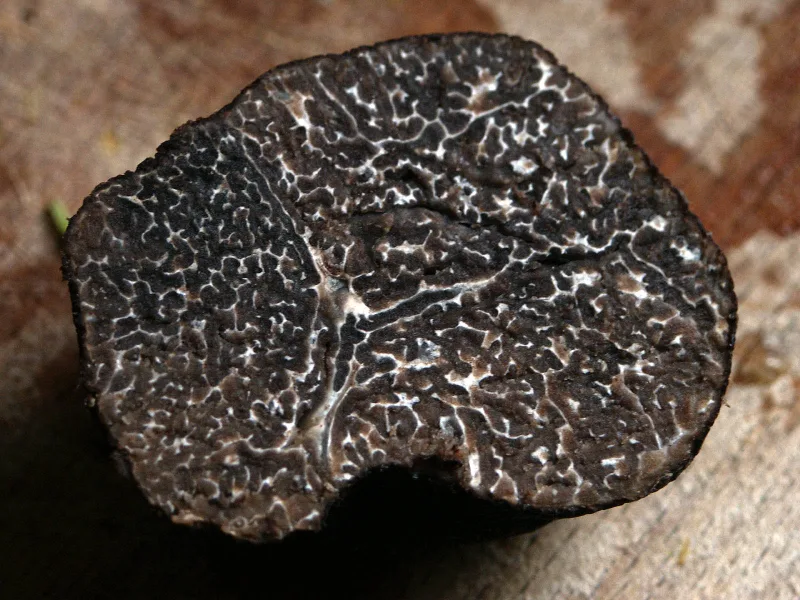 Nấm cục đen